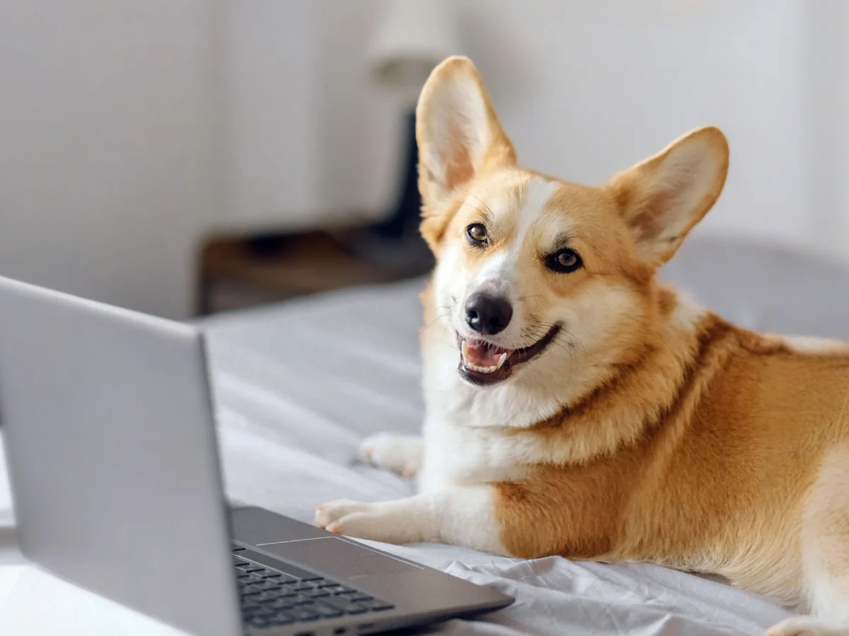 A photo of a dog sitting on a bed using a laptop.